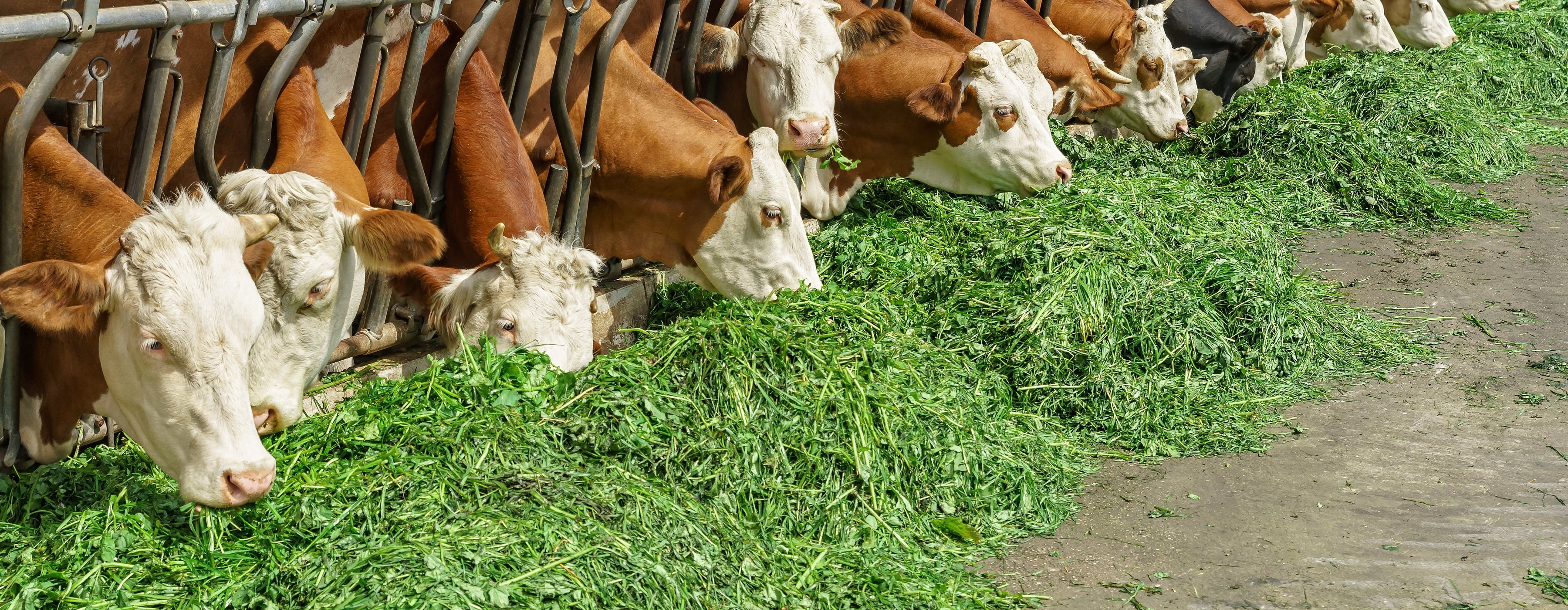 Beef cattle eating fresh enzyme-rich sprouted fodder from Green2Gro multi-tier aeroponic CEA Chamber