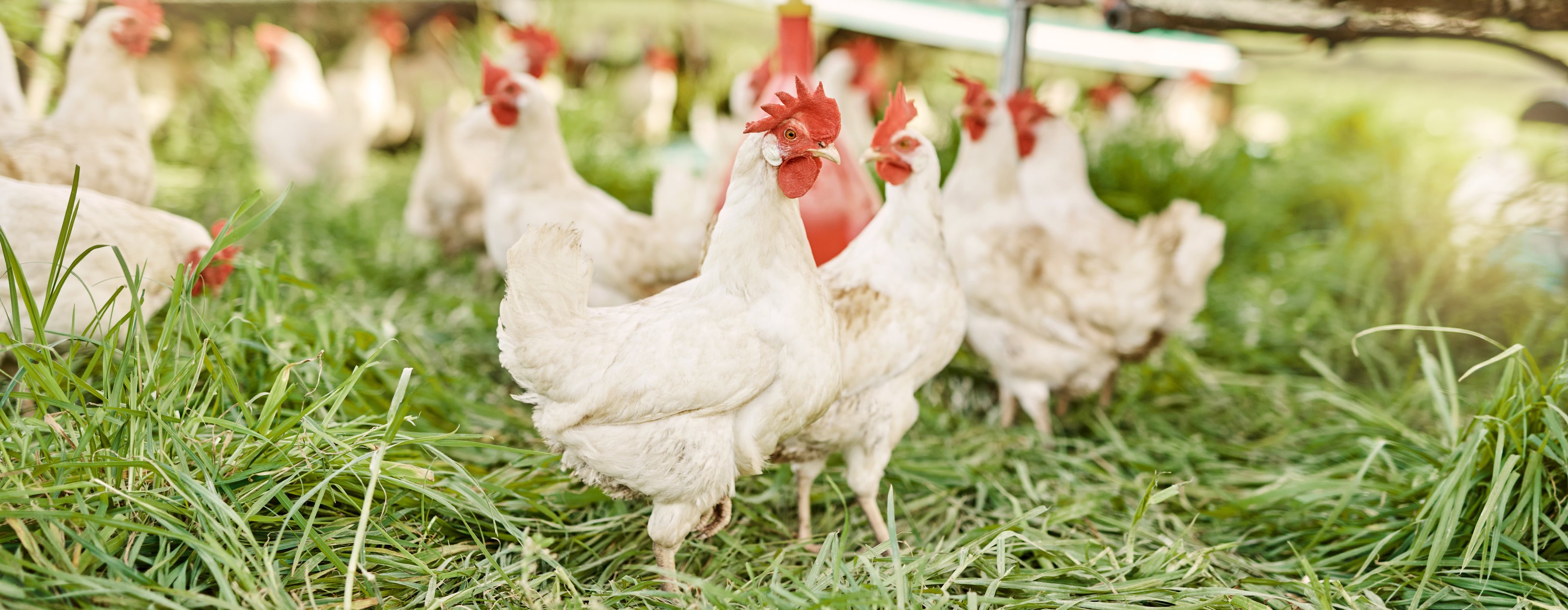 Broilers feeding on fresh enzyme-rich sprouted fodder from Green2Gro multi-tier aeroponic CEA Chamber