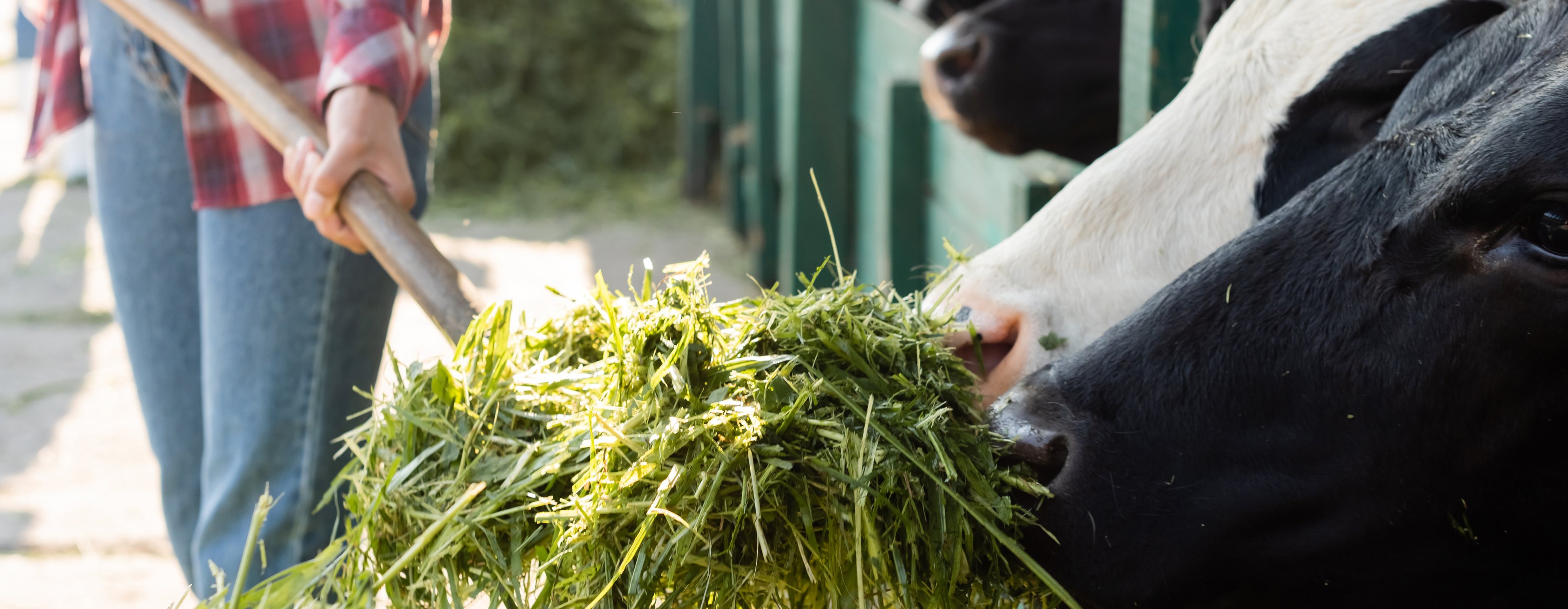 Dairy cows feeding on fresh enzyme-rich sprouted fodder from Green2Gro multi-tier aeroponic CEA Chamber