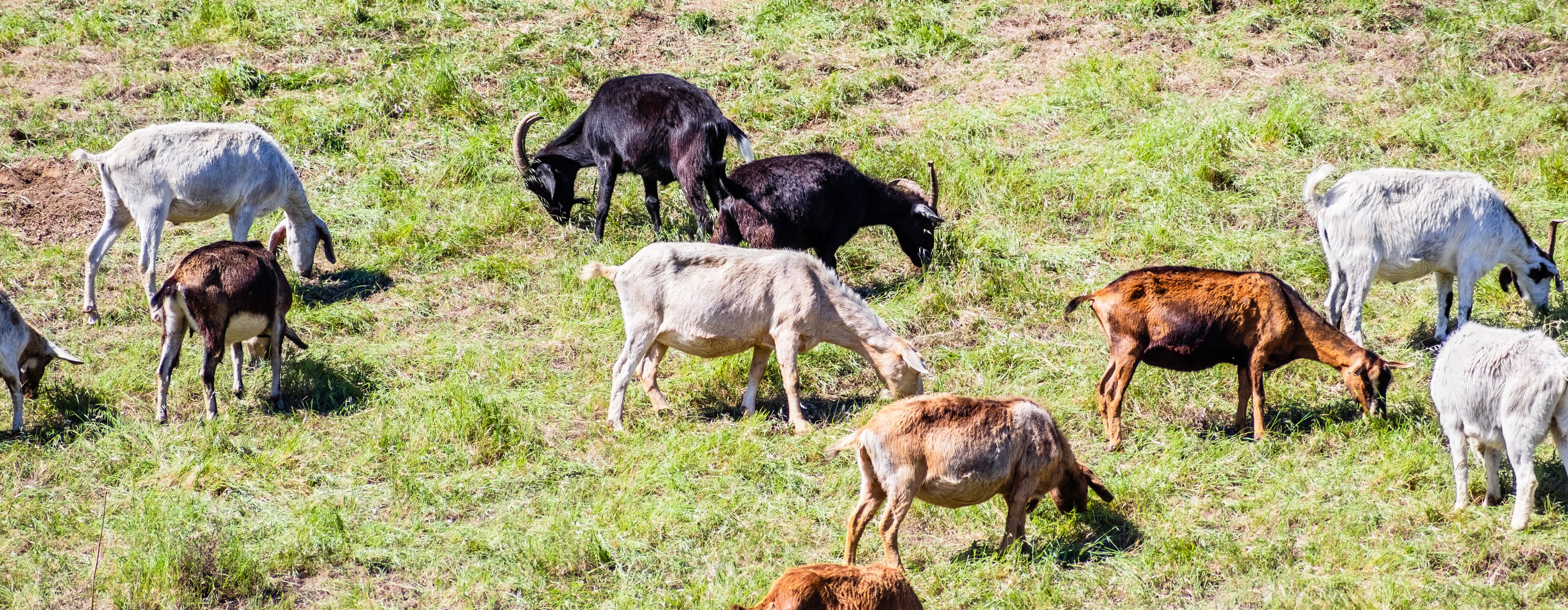 Goats feeding on fresh enzyme-rich sprouted fodder from Green2Gro multi-tier aeroponic CEA Chamber