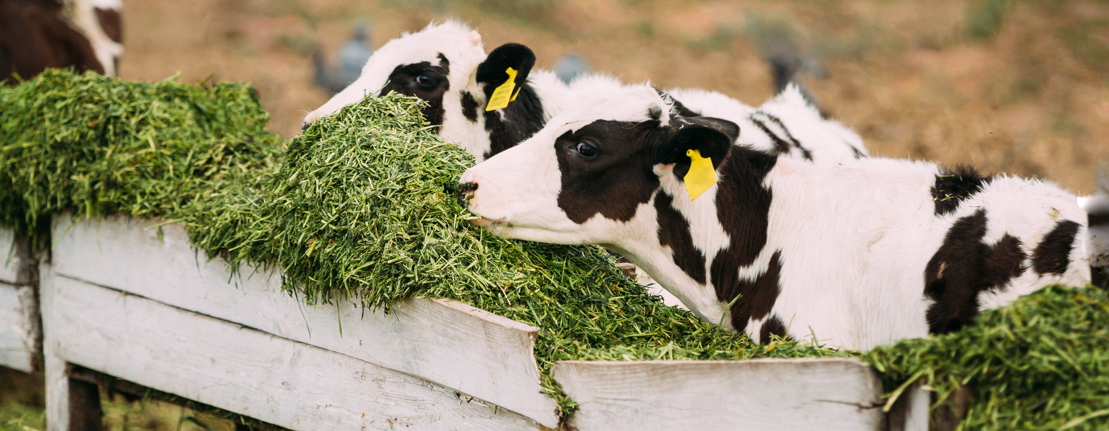 Young calves eating fresh green feed on a South African farm