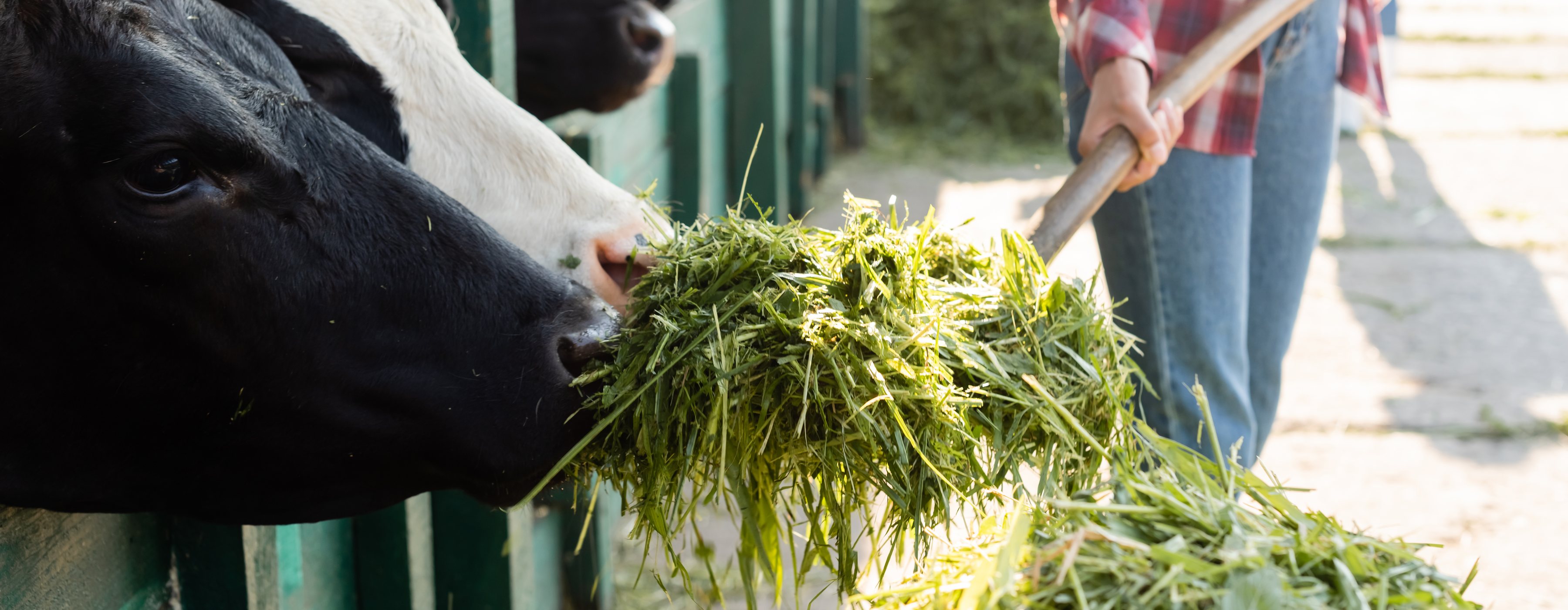 Farmer feeding fresh green feed to cattle