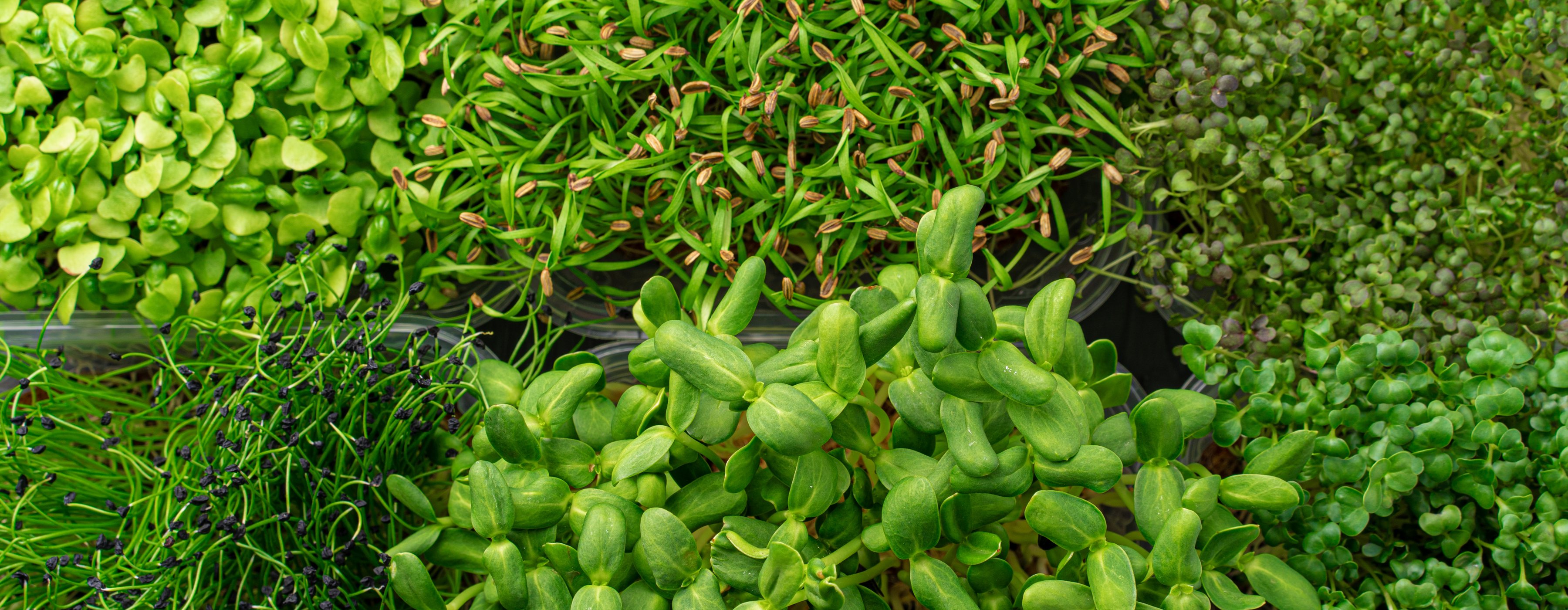 High-value microgreens growing in food-grade multi-tier aeroponic CEA Chamber