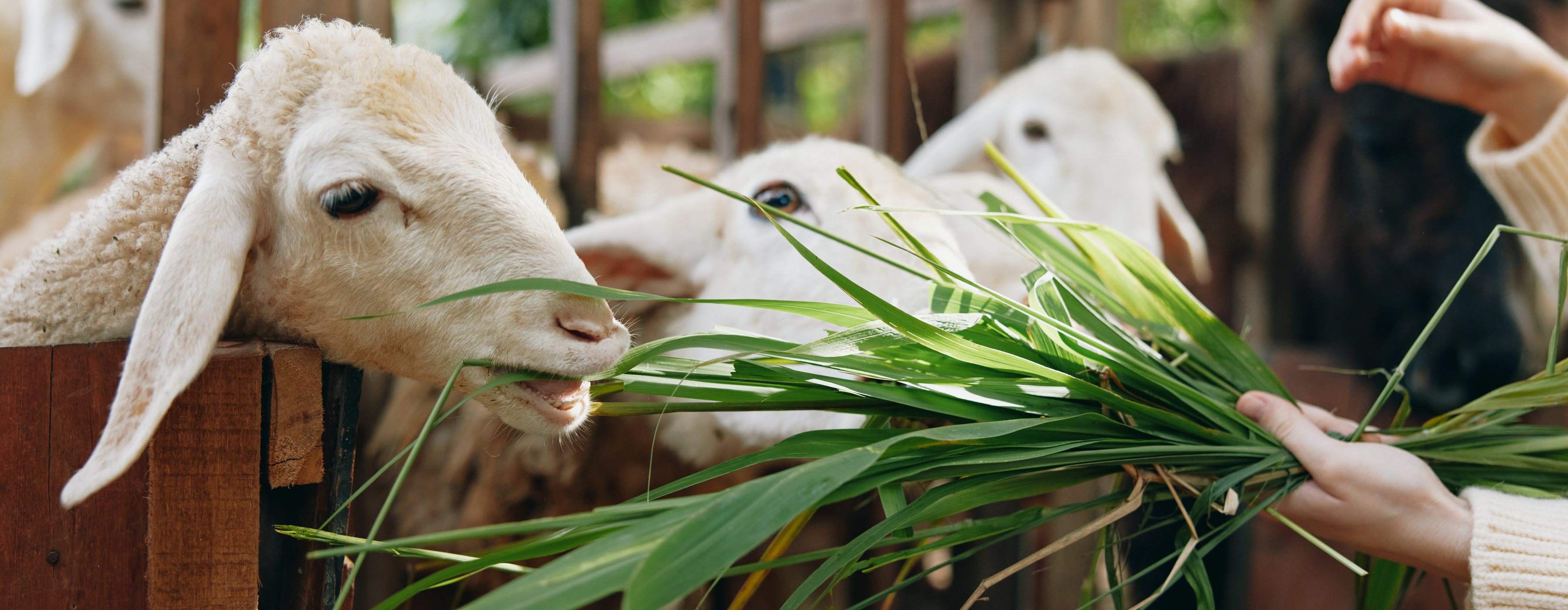 Sheep being fed fresh enzyme-rich sprouted fodder from Green2Gro multi-tier aeroponic CEA Chamber