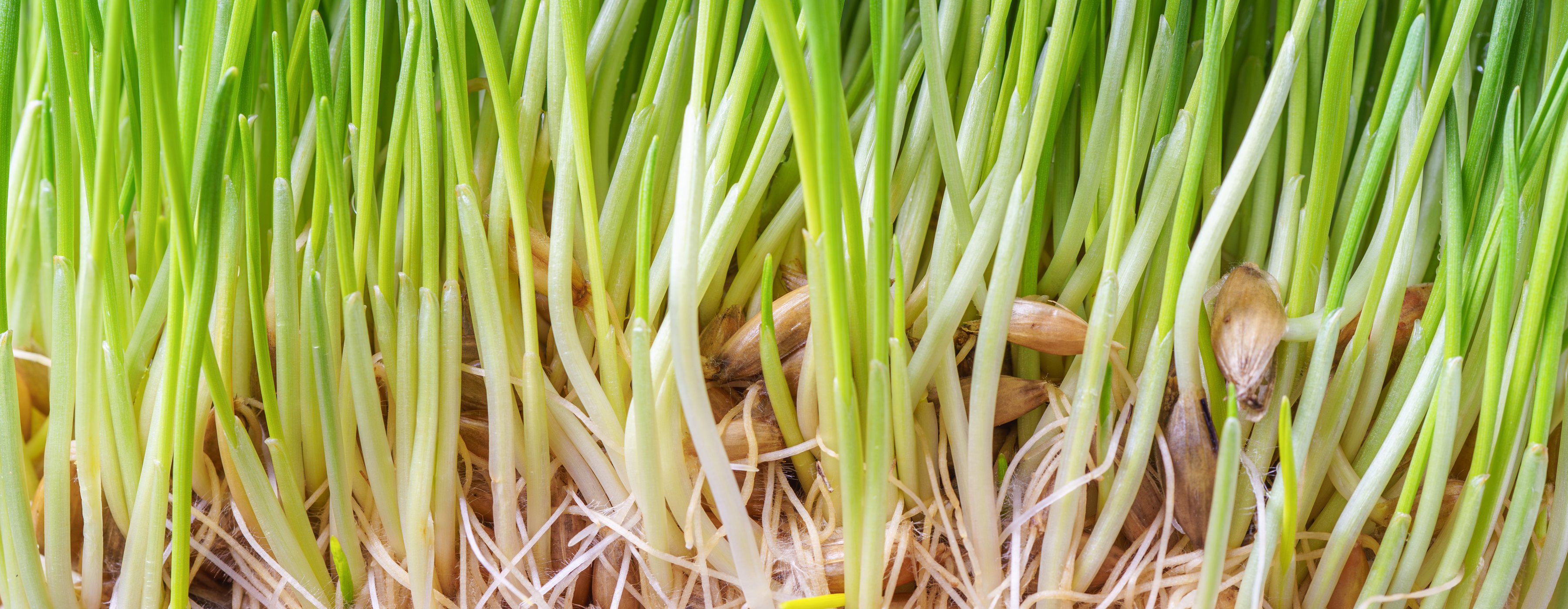 Close-up of fresh enzyme-rich sprouted fodder grown in a Green2Gro multi-tier aeroponic CEA Chamber