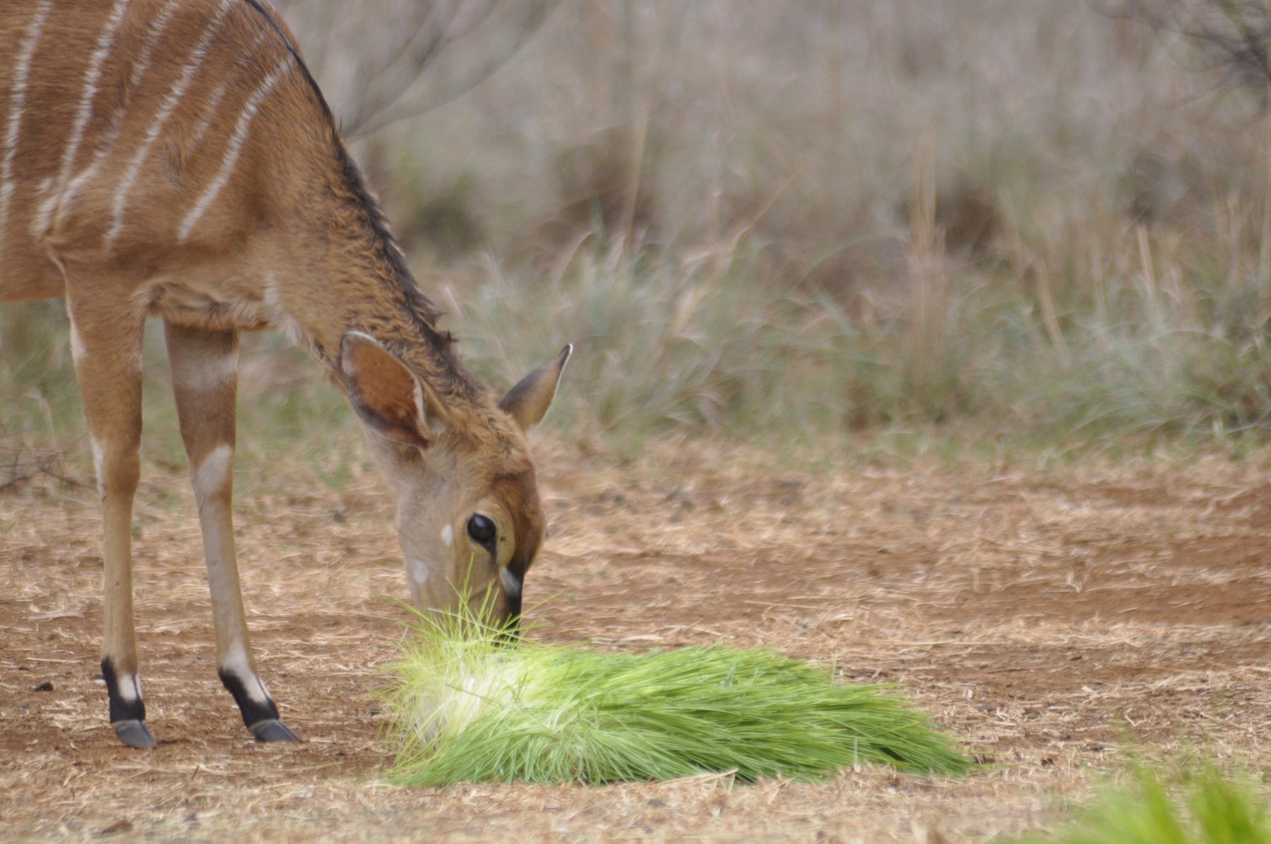 Nyala eating a mat of fresh Green2Gro sprouted fodder