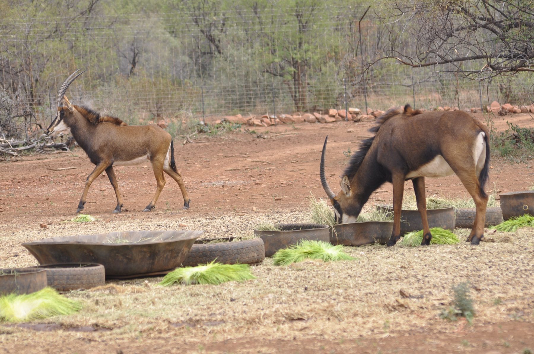 Sable antelope feeding from a trough of Green2Gro fodder