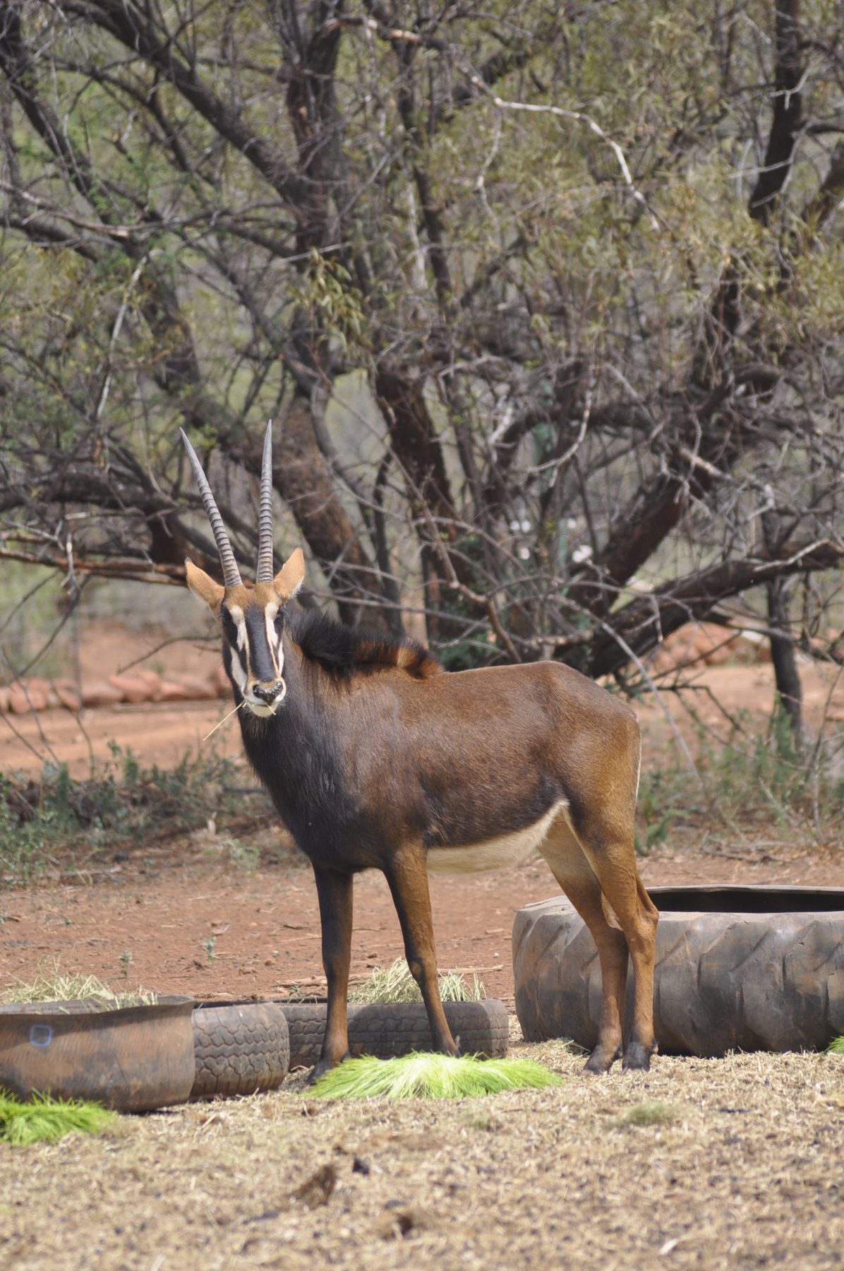 Sable antelope beside tyre feed troughs of fresh fodder