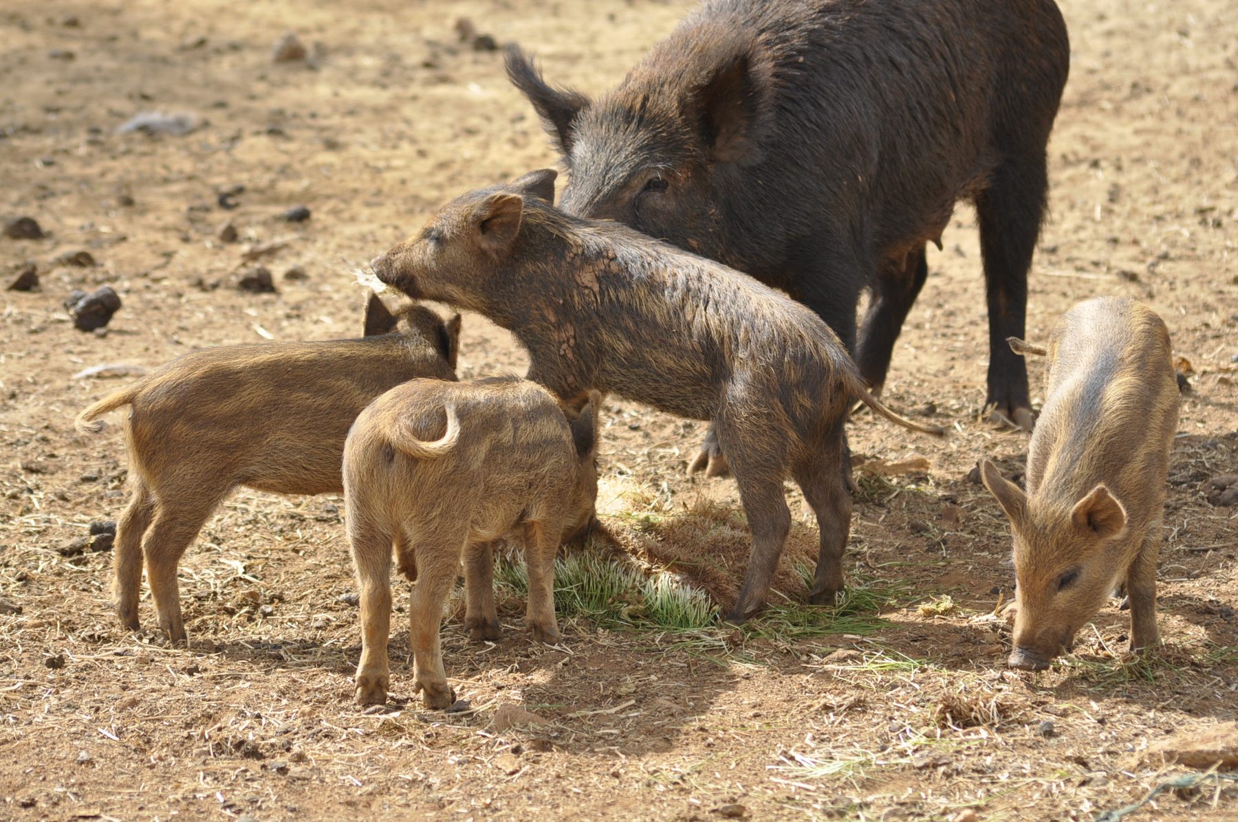 Warthog sow and piglets on the veld with fresh fodder