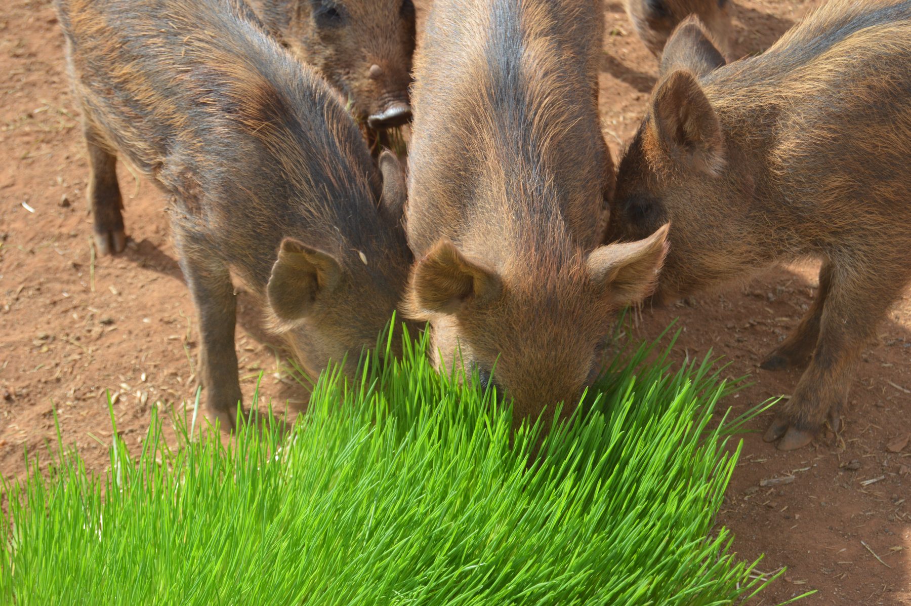 Warthogs eating fresh sprouted fodder
