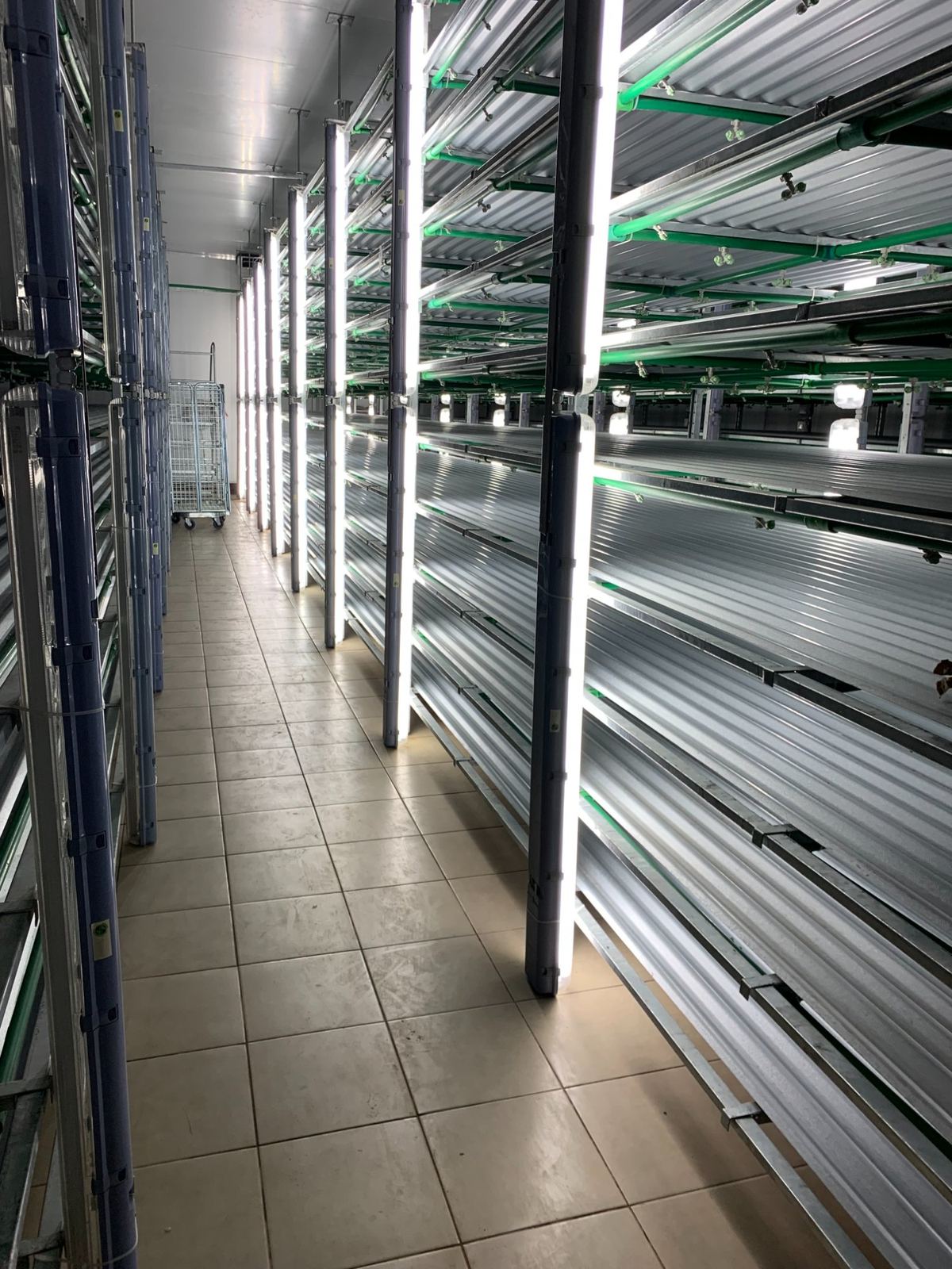 Interior view of multi-tier fodder racks