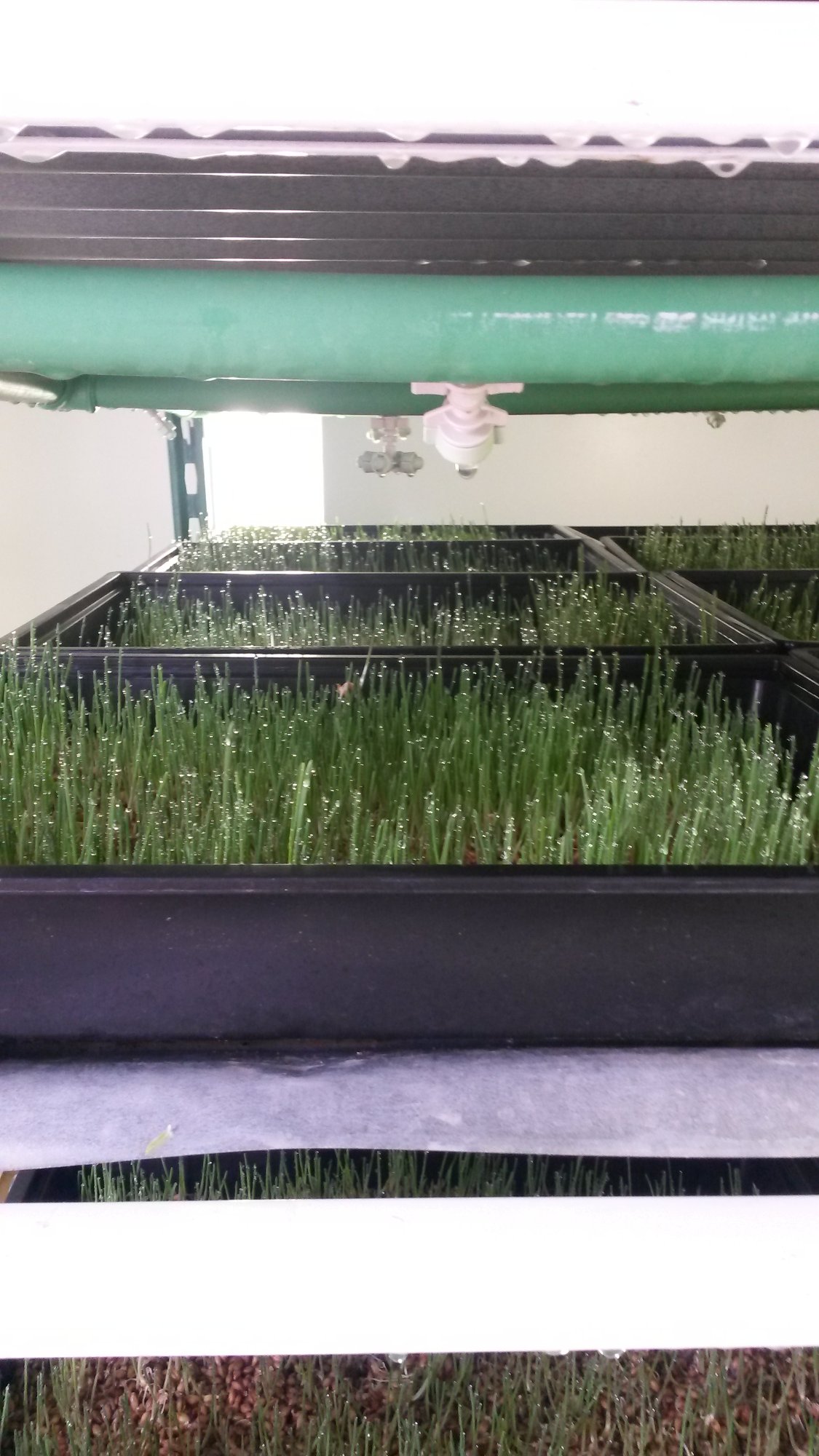 Aeroponic rack system interior