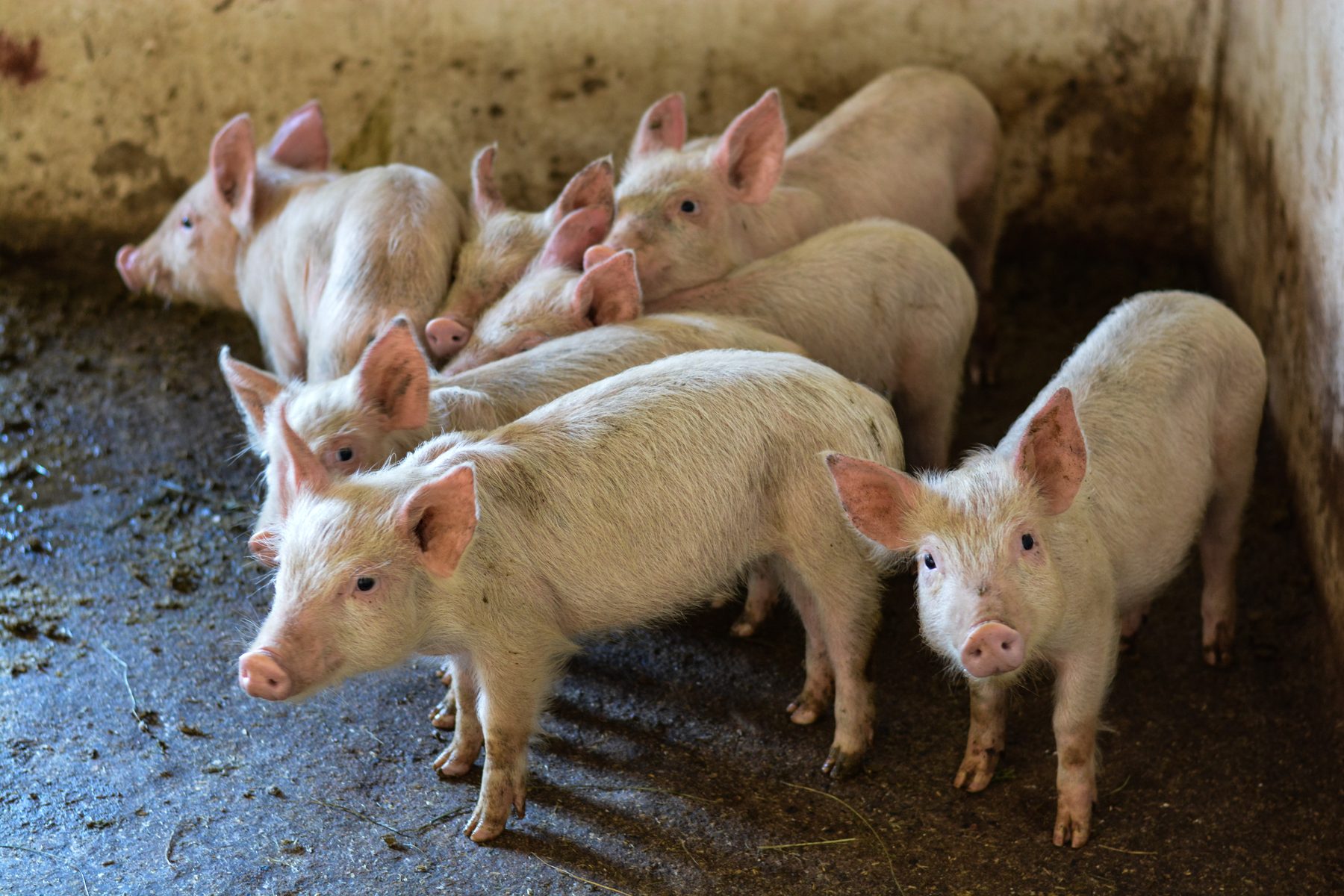 Pigs feeding on fresh enzyme-rich sprouted fodder from Green2Gro multi-tier aeroponic CEA Chamber