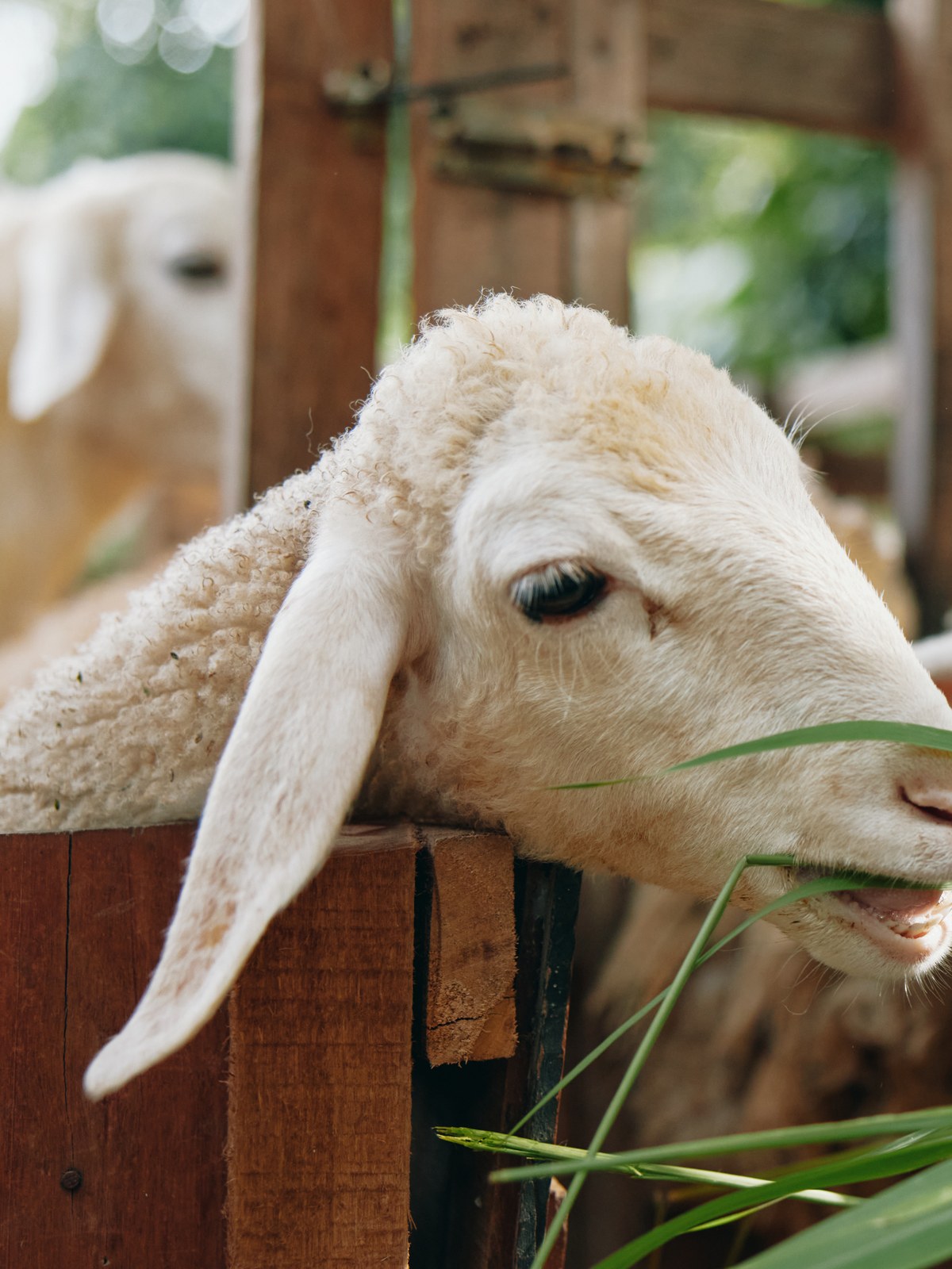 Organic sheep feeding on barley mix grown in Green2Gro CEA Chamber, Agter Paarl